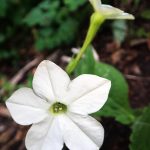 images166.jpg